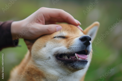 Shiba Inu being patted on the head