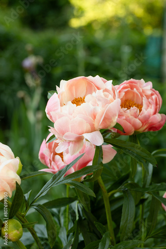 Peony Coral Charm orange pink peony flower in bloom