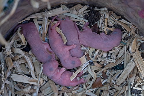 newborn mice in the nest
