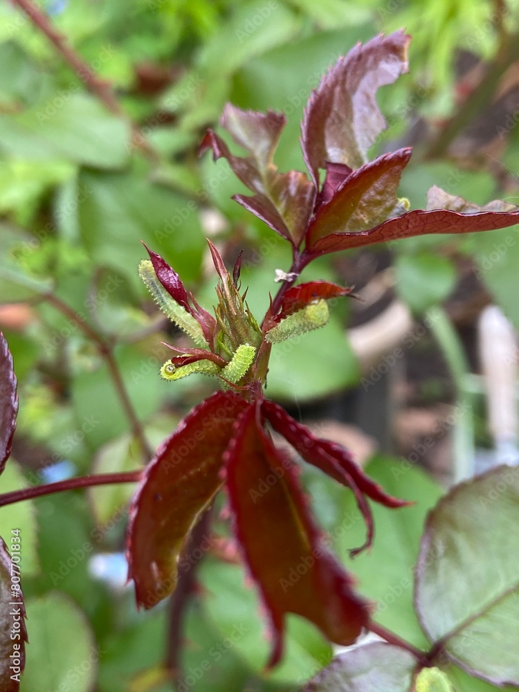 Fototapeta premium Small green worms damaged and eat on young budding rose
