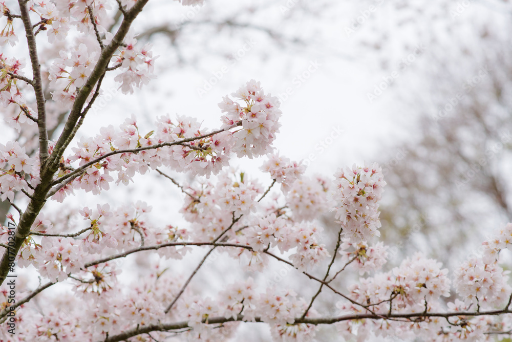 The pink cherry blossoms are in full bloom amid the chilly atmosphere in Japan
The pink cherry blossoms are in full bloom amid the chilly atmosphere in Japan