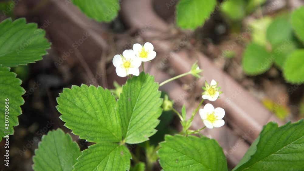 イチゴの花 イチゴの花