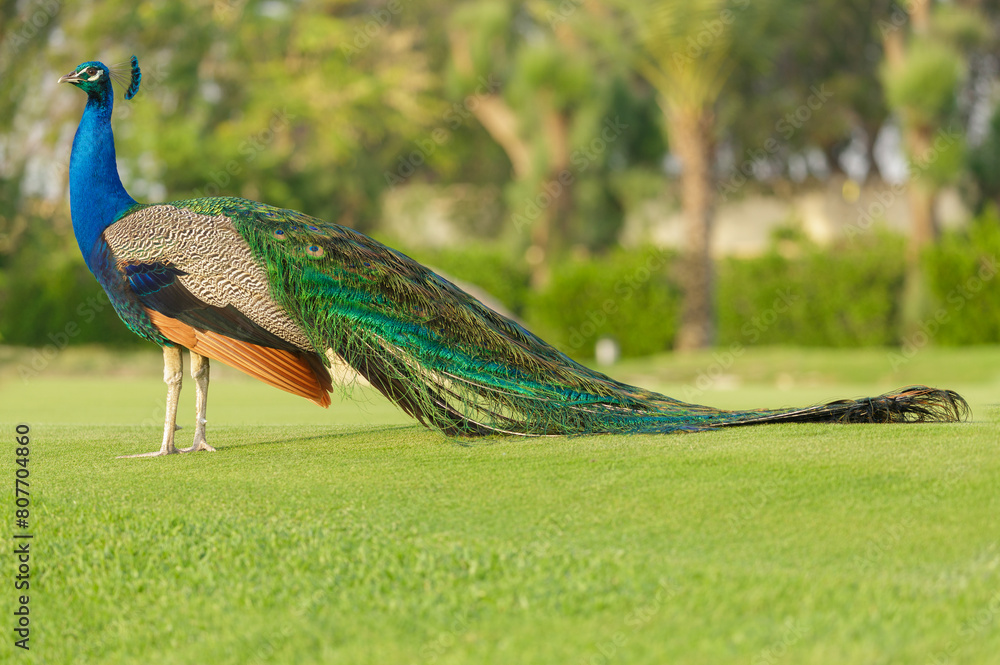 Naklejka premium colorful peacock walking on green grass in a park