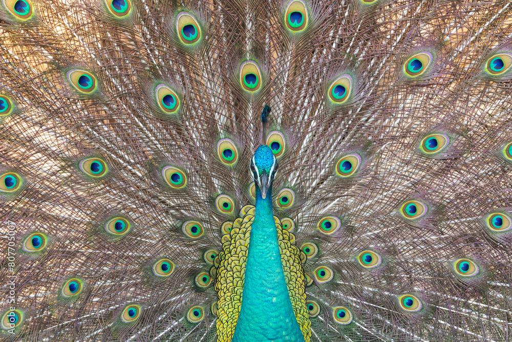 Obraz premium peacock with open tail feathers as background