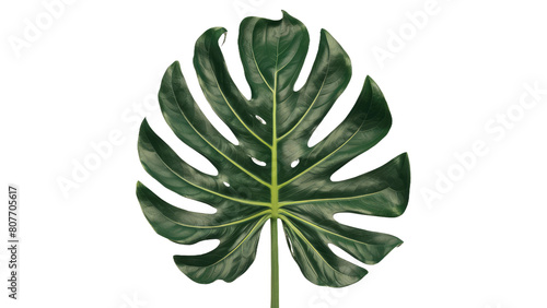 isolated leaf, GENERATIVE AI