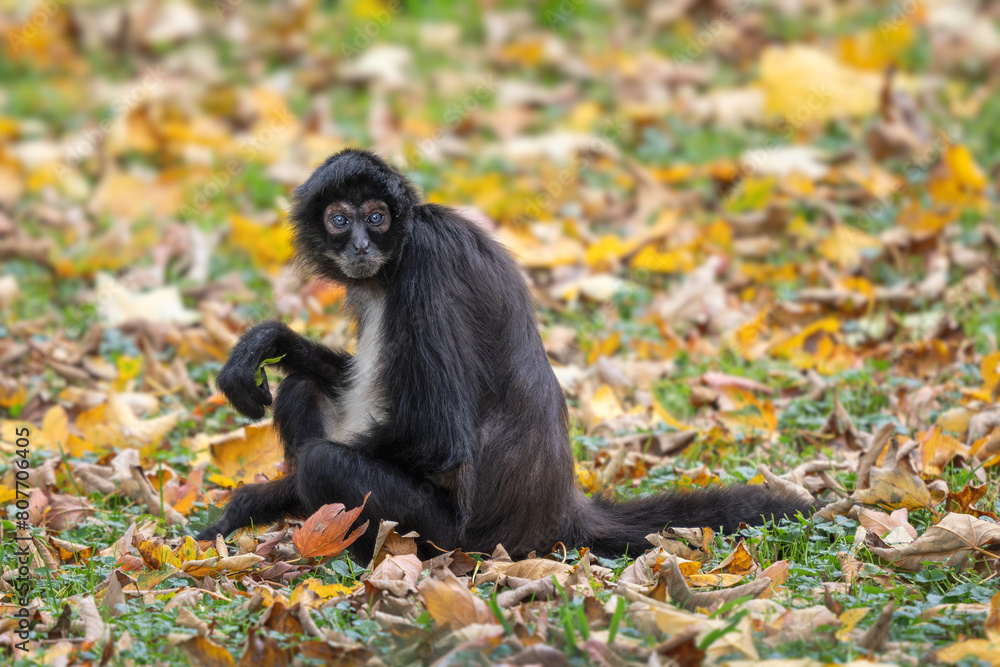 Obraz premium Central American Spider Monkey - Ateles geoffroyi, beautiful endangered spider monkey from Cental American forests, Costa Rica.