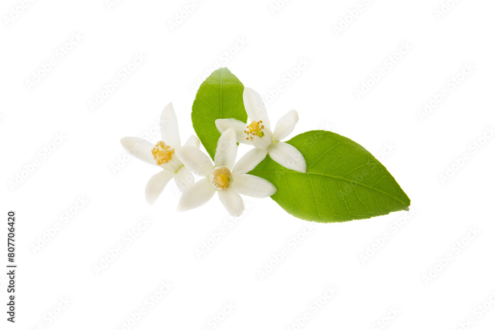 Naklejka premium tangerine flowers isolated on a white background. macro 