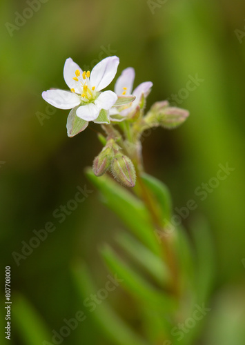Macrophotographie de fleur sauvage - Spergulaire marginée - Spergularia media
