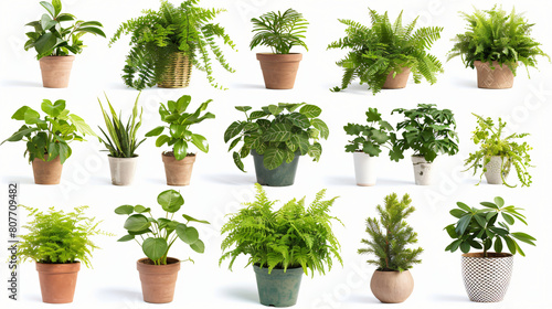 Assorted green houseplants in pots isolated