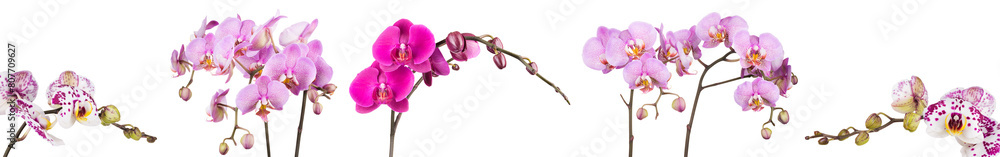 Branch of pink phalaenopsis or Moth orchid from isolated on white background Branch of pink phalaenopsis or Moth orchid from isolated on white background