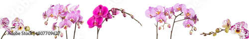 Branch of pink phalaenopsis or Moth orchid from isolated on white background