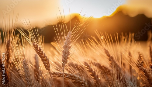 a close up of a wheat field with the sun shining in the background and a blurry image of wheat stalks in the foreground.