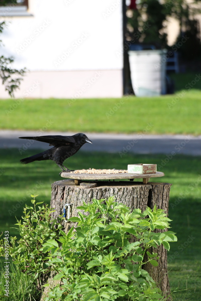 Obraz premium Eine Krähe landet am Futterplatz und sieht sich das Angebot an