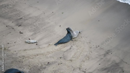 Two elephant seals acting aggressive towards each other on the beach