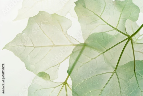 Leaf with light green edges