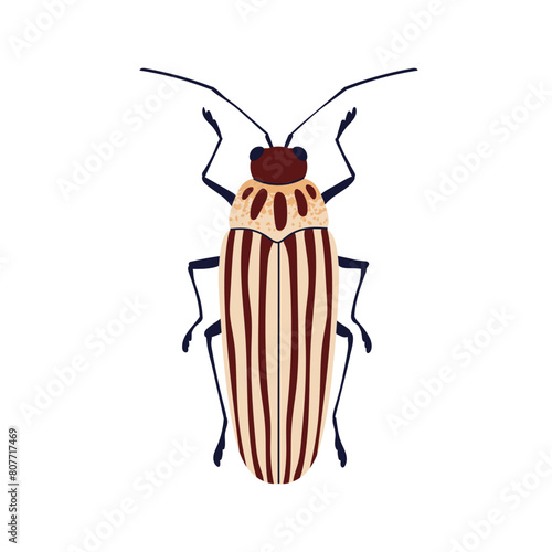Striped blister beetle. Insect species icon. Elongated long bug with lines pa...