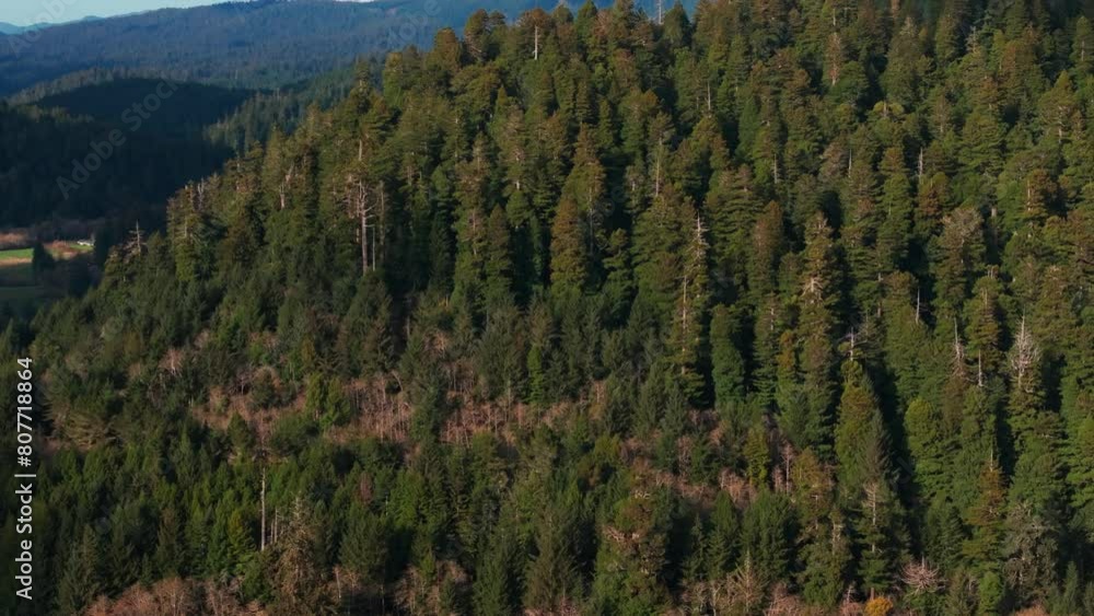 Panning up drone shot of the dense Redwood National Park forest in California Panning up drone shot of the dense Redwood National Park forest in California