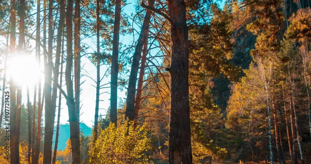 4k mountain evergreen pine tree forest timelapse at the summer or autumn time. Wild nature, clear water and rural valley. Sun rays, small creek, river and yellow grass. Motorised dolly slider movement 4k mountain evergreen pine tree forest timelapse at the summer or autumn time. Wild nature, clear water and rural valley. Sun rays, small creek, river and yellow grass. Motorised dolly slider movement