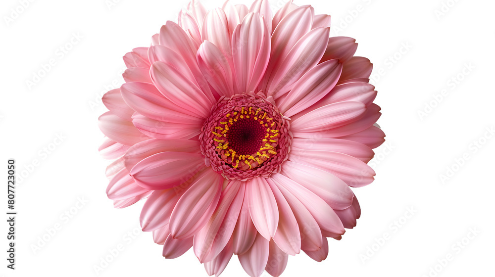 pink flower isolated on white background