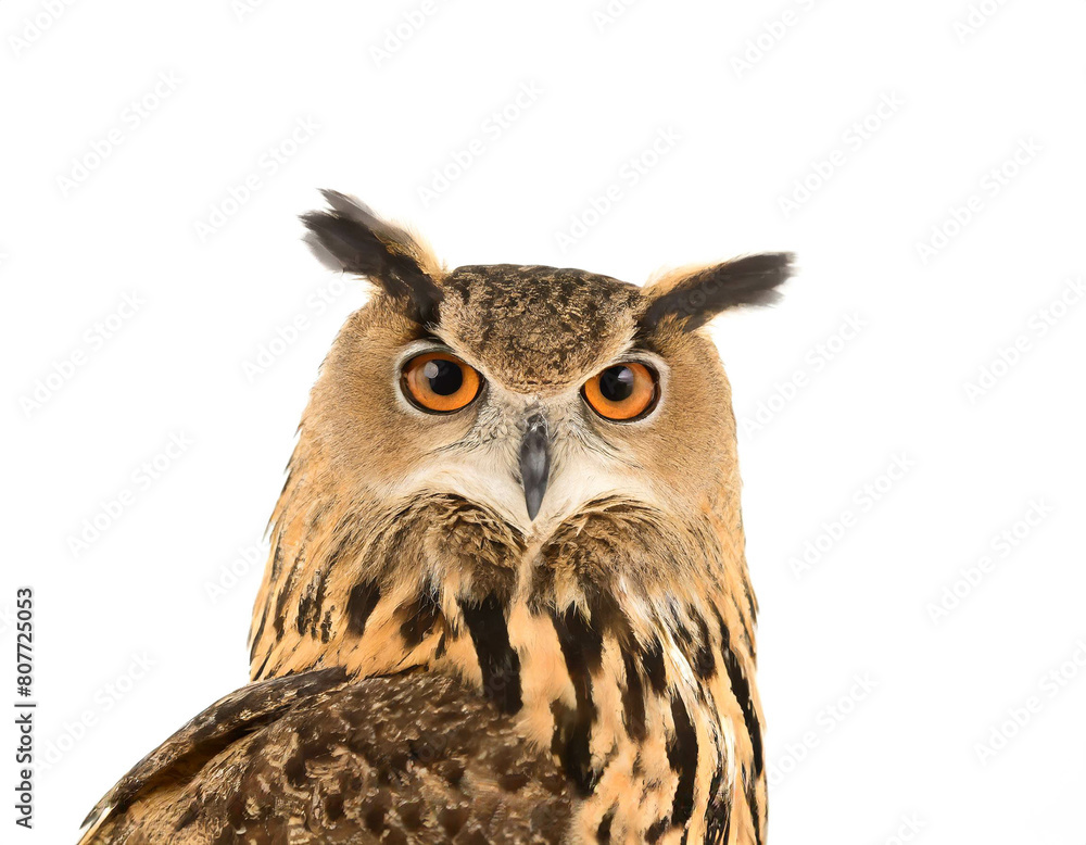 Fototapeta premium Uhu isoliert auf weißen Hintergrund, Freisteller 