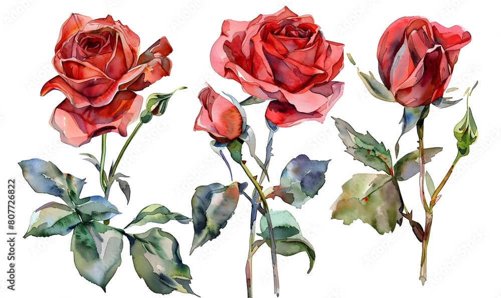 Fototapeta premium set red rose, beautiful flower on a white background, watercolor illustration, Generative AI