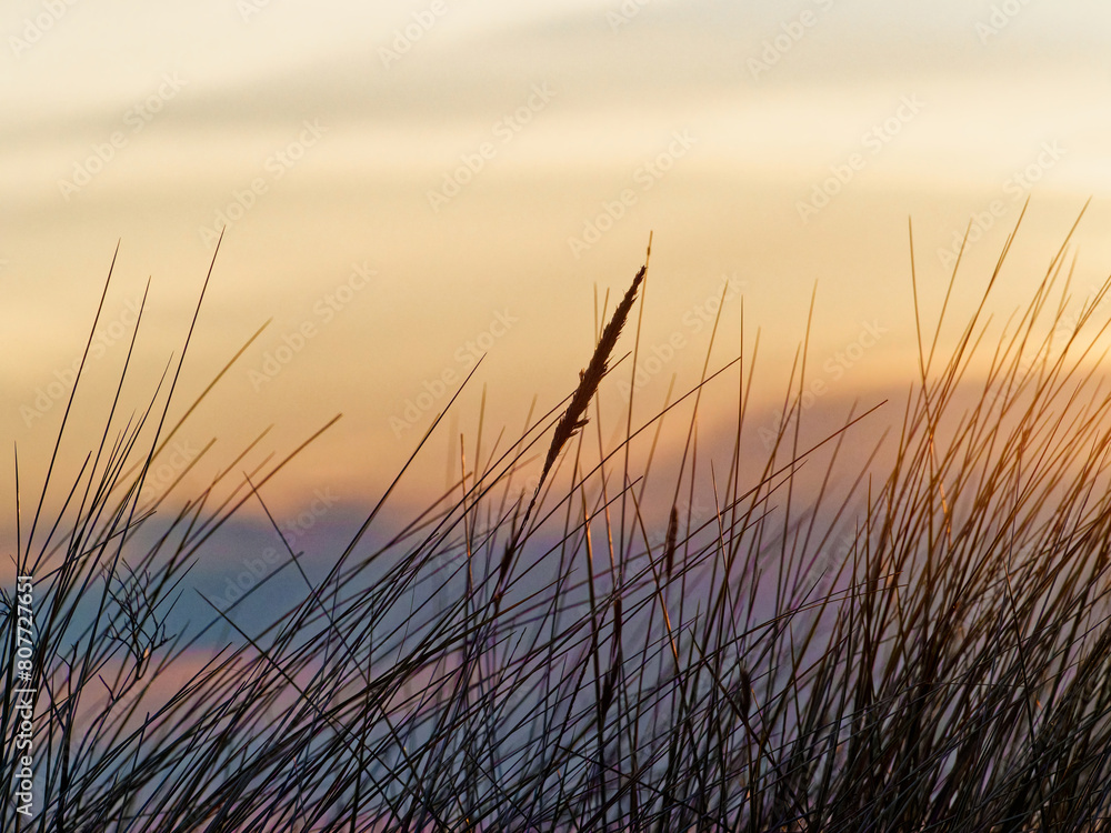 Silhouette of dune grass with golden sunset lighting. Evening image on a summers evening. Wild flower meadow Silhouette of dune grass with golden sunset lighting. Evening image on a summers evening. Wild flower meadow