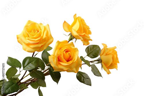 Elegant Yellow Roses on a transparent Background