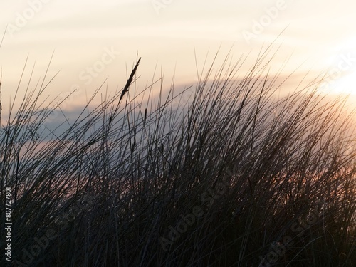 Silhouette of dune grass with golden sunset lighting. Evening image on a summers evening. Wild flower meadow