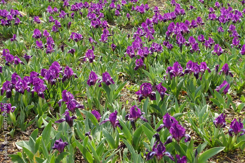 Flower bed covered with blossoming purple dwarf irises in April