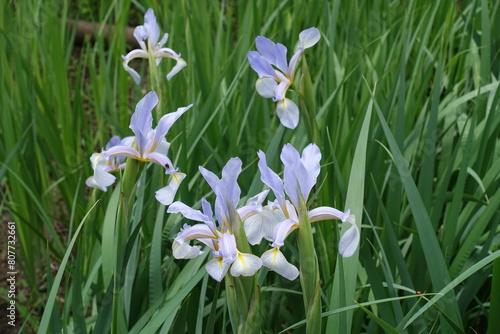 Several light violet flowers of irises in June photo