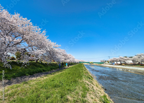 こだま千本桜　埼玉県本庄市
