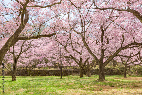 Sakura cherry blossoms in full bloom at the Takato Castle Park in Nagano Prefecture  one of the Japan s Top 100 Cherry Blossom Spots.