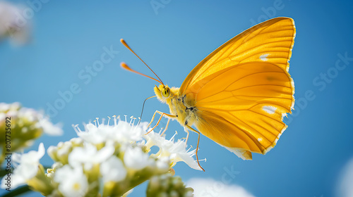 A beautiful butterfly perched on a flower in the garden on sunny day, Monarch butterfly (Danaus plexippus) on flower photo