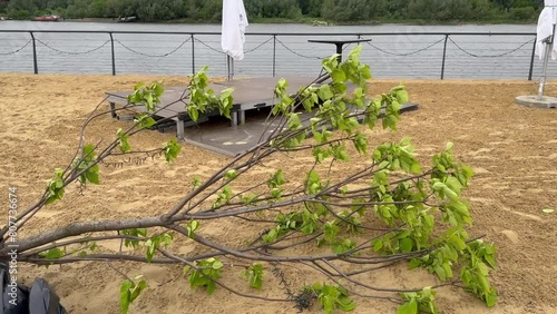 A fallen tree from the wind on the Vistula embankment in Warsaw. (ID: 807736674)
