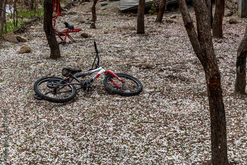 Child's bicycle on the ground with thousands of apricot blossoms in the farming village of Turtuk in northern India photo