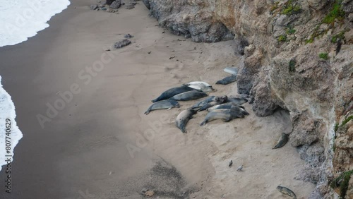 A large group of sea elephants resting on the shoreline in California