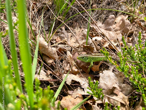 Green Sand lizard in breeding colours in undergrowth on the Dutch north sea coast dune region