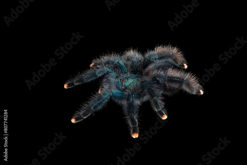 Birdeating Spider top view isolated on black background
