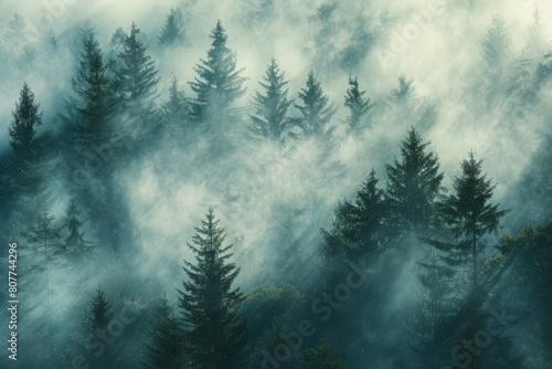 Tranquil and mystical evergreen forest with dense fog and sunlight creating an ethereal and enchanting natural background  perfect for serene and peaceful environmental atmosphere photography