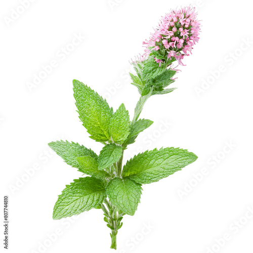 Spearmint Plant aromatic green leaves and spikes of small pink flowers Mentha spicata Final image photo