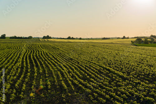 A large soybean field at sunset. Small soybean sprouts grow in the field. Agricultural landscape