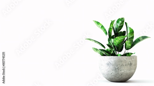 A potted plant with green foliage in a stone pot, available in with a transparent background.