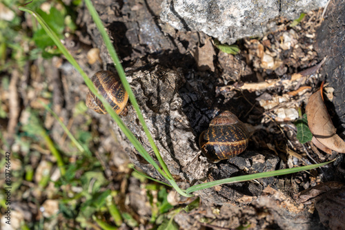 snails on a tree