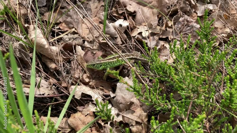 Green Sand lizard in breeding colours in undergrowth on the Dutch north sea coast dune region Green Sand lizard in breeding colours in undergrowth on the Dutch north sea coast dune region