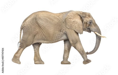 An elephant is walking on a plain white background  showcasing its massive size and strength