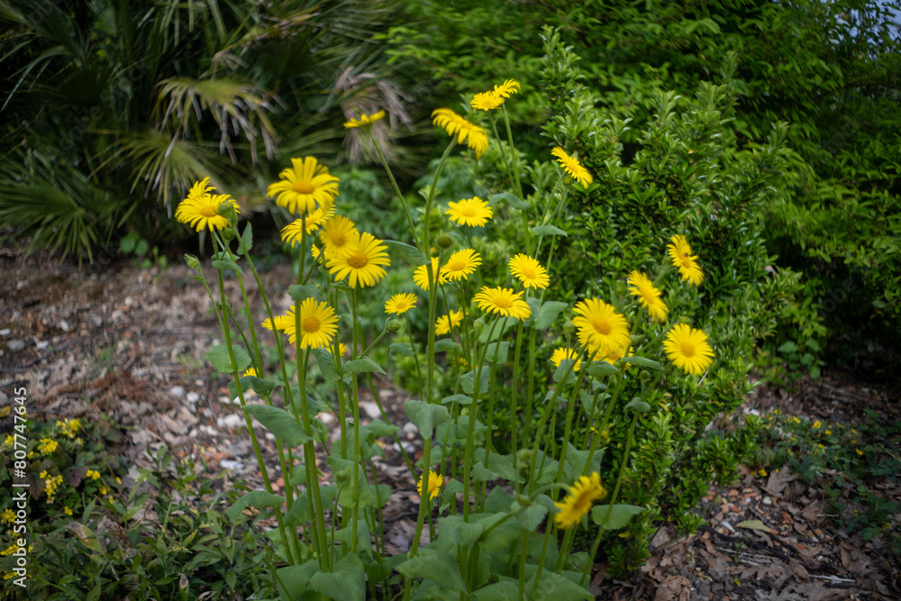 Walk in the garden plants flowers Walk in the garden plants flowers