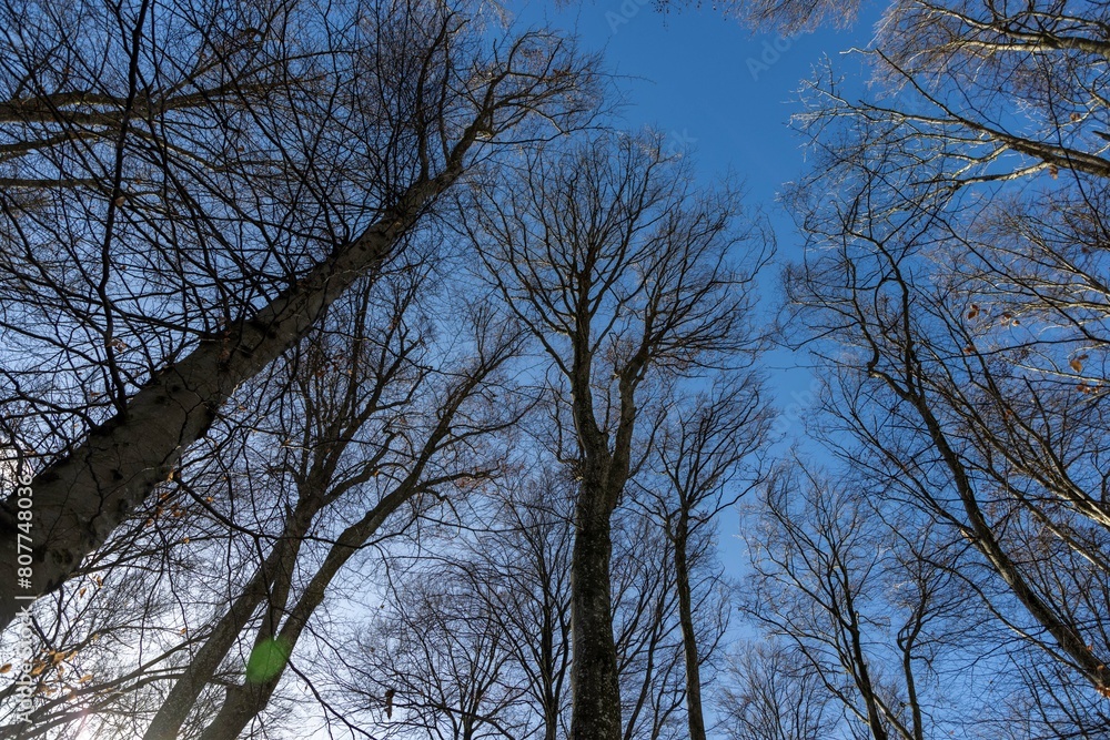 Looking up at the tall treetops view from below towards the high branches blue sky and clouds winter Looking up at the tall treetops view from below towards the high branches blue sky and clouds winter