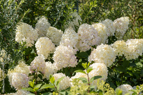 Bild auf Leinwand Hydrangea paniculata sort Silver Dollar: hydrangea paniculata blooms on the Bush