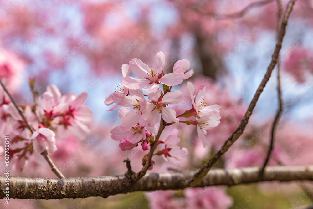 Takato Kohigan Sakura cherry blossoms in full bloom at the Takato Castle Park in Nagano Prefecture, one of the Japan's Top 100 Cherry Blossom Spots. Takato Kohigan Sakura cherry blossoms in full bloom at the Takato Castle Park in Nagano Prefecture, one of the Japan's Top 100 Cherry Blossom Spots.