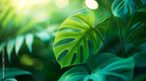split-leaf philodendron leaf against a blurred background, with its intricate veining and glossy surface illuminated  soft, diffused light, inviting viewers to appreciate the natural beauty photo